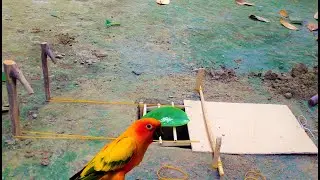 Underground Bird Parrot Trap Make From Deep Hole & And Wood That Work 100% . //2021/2022