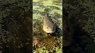 🐟 CRAZY Fish Bite Compilation! 🎣 You WON'T Believe This! 🤯 #fishing #fishbite
