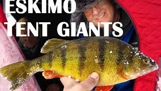 How to Catch Jumbo Yellow Perch in Alberta
