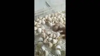 خروج اول دفعة كتاكيت . الحمد لله
