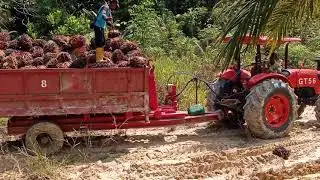 Buah jatuh dari tong terela porson,terela porson tumbang