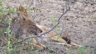friendly female jackal by zebra kill - part 5 - watches males fight
