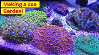 Making a Zoa Garden In My Nano Reef Tank
