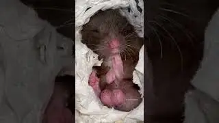 Cute funny hamster grooming itself 🐹