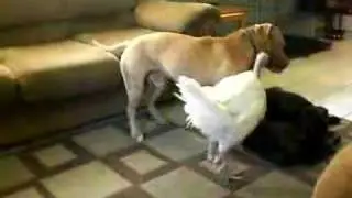PITBULL FIGHTS TURKEY