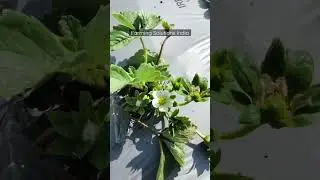 Contact us for #strawberry #greenhouse #polyhouse #agriculture  #farminglife #shortvideo  #ytshorts