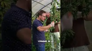 R&eacute;gulation du march&eacute; : quel avenir pour le CBD en France ? 🌿💶