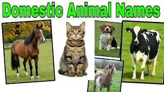 10 Domestic Animals Names For Kids | Learn Farm & Pet Animals Names #kidslearning