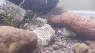 Loach Feeding Frenzy !