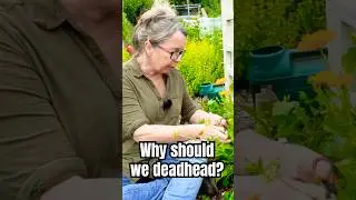 How Deadheading Flowers Increases Blooms