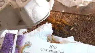 This is just one practical use of target training in tarantula keeping
