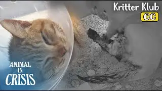 Мама-кошка вернулась вся в крови... Что случилось с котятами? l Животное в кризисе, эпизод 417