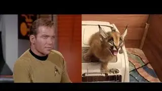 Phaser Cat