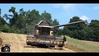 Búza betakarítás/Wheat harvesting 