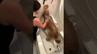 Dog Bath Tip
