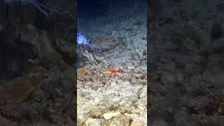 Морская звезда #fish #scubadiving #ocean #aquarium #underwater #nature #indonesia #bali #gopro #