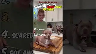 Ranking the Funniest Dogs Cake Pranks #shorts #ranking #dogpranks
