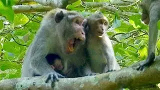 Jane and baby Janet protect new baby Janna from little monkey