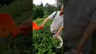 Brushless One-man Tea Plucking Machine for Assam Tea  Darjeeling Tea#tea#Assam tea#Darjeeling tea#