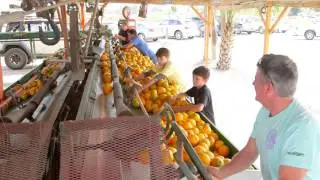 Showcase of Citrus in Clermont, FL | Commercial