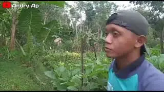 CAH JAIL || FILM NGAPAK OFFICIAL DIGILE BANJARNEGARA