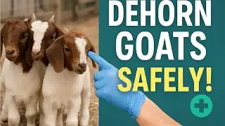Mastering Goat Dehorning: A Farmer's Guide | How to Dehorn Goats Safely | Manual Goat Farm