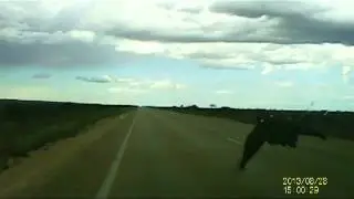 Eagle Encounter