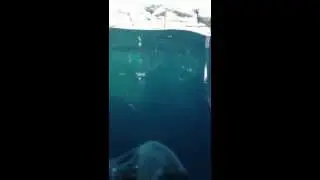 Nikita the polar bear - Kansas City Zoo