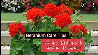 How to grow and care Geranium Plant ( Hindi) evergreen garden