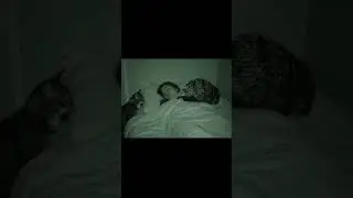 This Cat Brings WILD Gifts to Its Sleeping Owner!❤️#Cat #Gift #Bat #Lizard  #Pets #Adorable #Animals