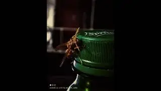 Super Macro shot insect(Wasp Sting)