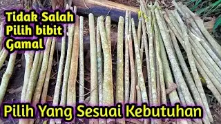 Bibit Gamal Yang di Sarankan Untuk Pemula