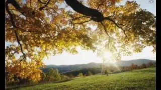 Ed Madden - Autumn Leaves