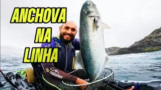 Pescaria teve Anchova simmm 