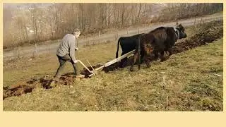 Zeynel Tatlıses  /  Mehmet Emmi