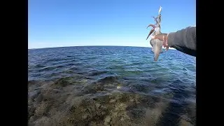 Land based squid fishing