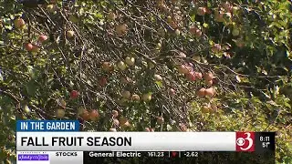 In the Garden: Fall fruit season