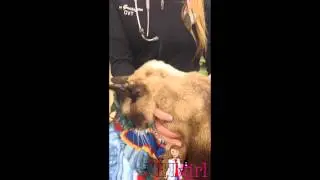 Видео VETgirl &mdash; Оценка обезвоживания по тургору кожи у кошек