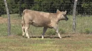 Dalton Tag 150