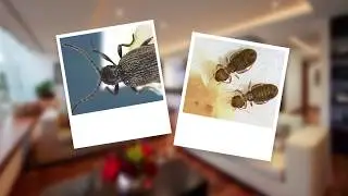 How to Get Rid of Pantry Pests