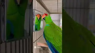 Funny Parrot Argues With His Reflection 😂 | Talking Parrot Gets Angry #shorts #parrot #talkingparot