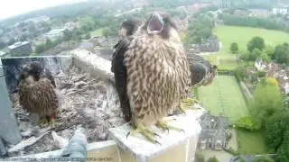 Hawk and Owl Trust Urban Peregrines Project Norwich Cathedral