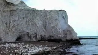 Kittiwake colony E.Sussex