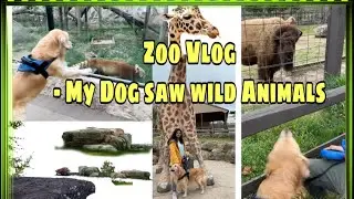 Vlog : A day at the zoo / My dog Champ's reaction to Wild Animals at Elmwood Park Zoo  !