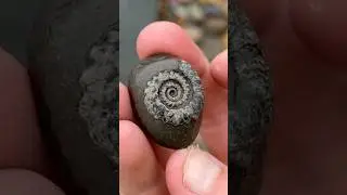 Everyone walked past this rare fossil