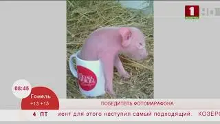 Итоги фотомарафона &laquo;День защиты животных&raquo;. Эфир 04.10.2019