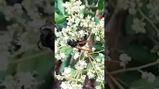 Cara lebah kumpulkan madu dari bunga kelengkeng | Matari Agro #shorts #lebah