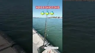 Here Fishie #fishing #shorts #livebaitfishing ##smallyoutuber #contentcreator #saltwaterfish #sun
