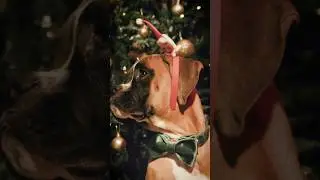 Only 144 days till xmas 😬 #christmas #shorts #puppies