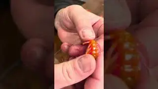 Rigging the Steelhead Shrimp
